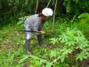 Recolte du manioc.JPG